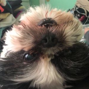 Meet your Posher, Harley